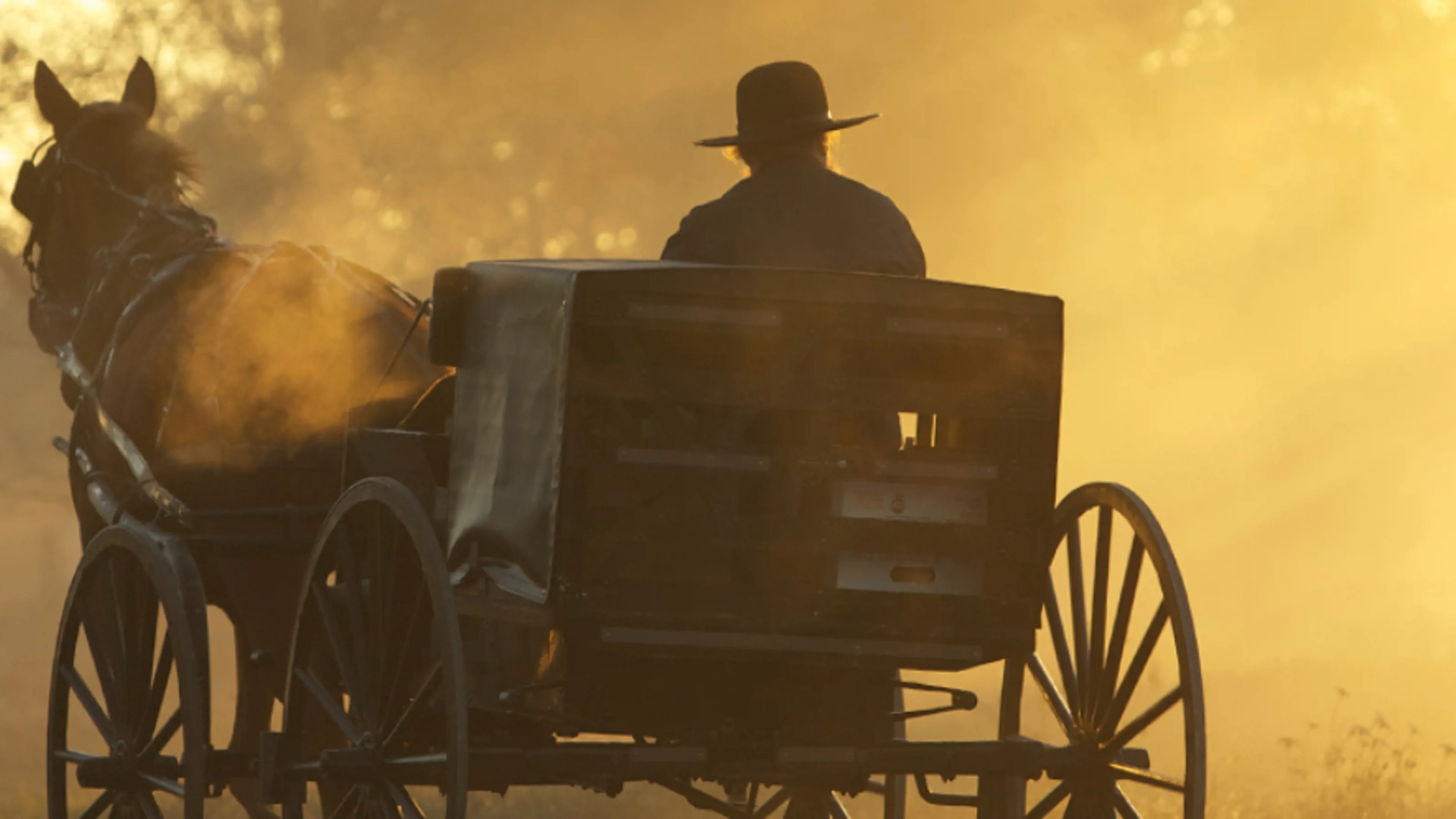 Amish farmer driving a horse-drawn cart, representing the farming heritage of Farmers Hen House.