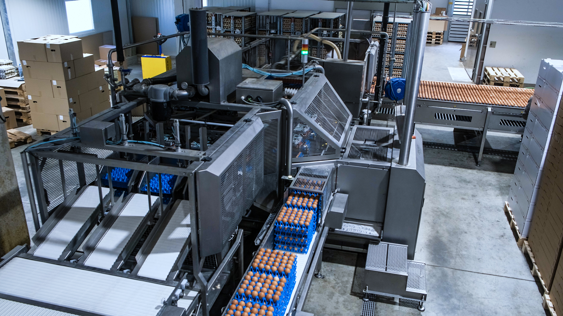 High-capacity OptiLoader Plus egg loader feeding eggs from trays onto the grader conveyor by SANOVO TECHNOLOGY GROUP.