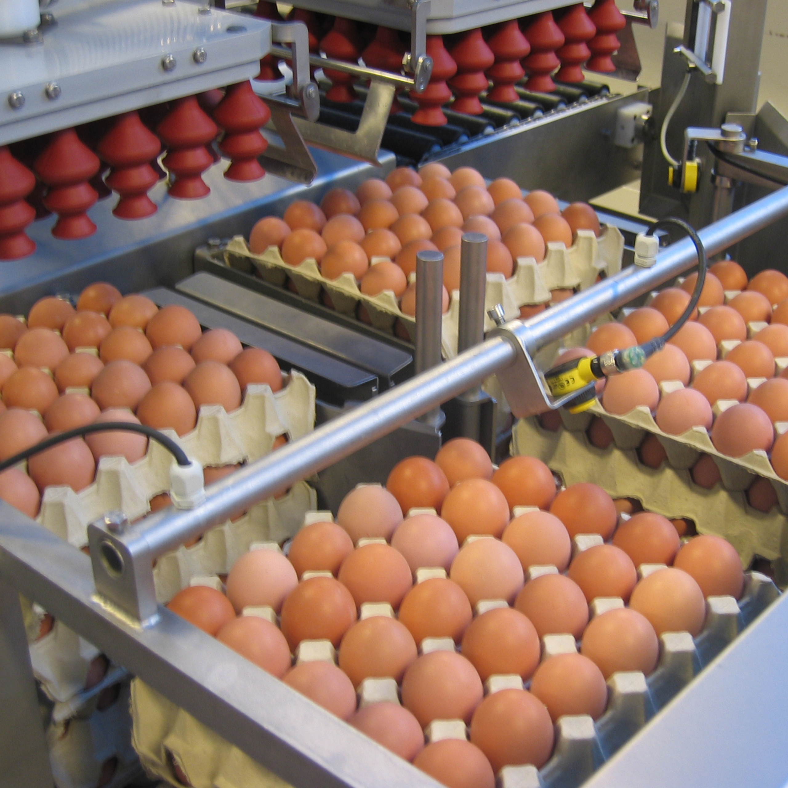 Egg trays positioned under the suction heads of a SANOVO OptiLoader system for alignment and loading.