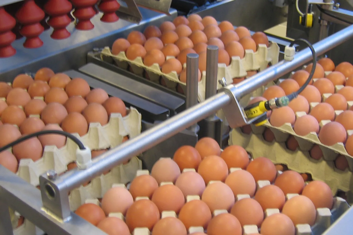 Alignment Rear Egg OptiLoader Plus 12 | Efficient Egg Loader for Breaking Machines ...