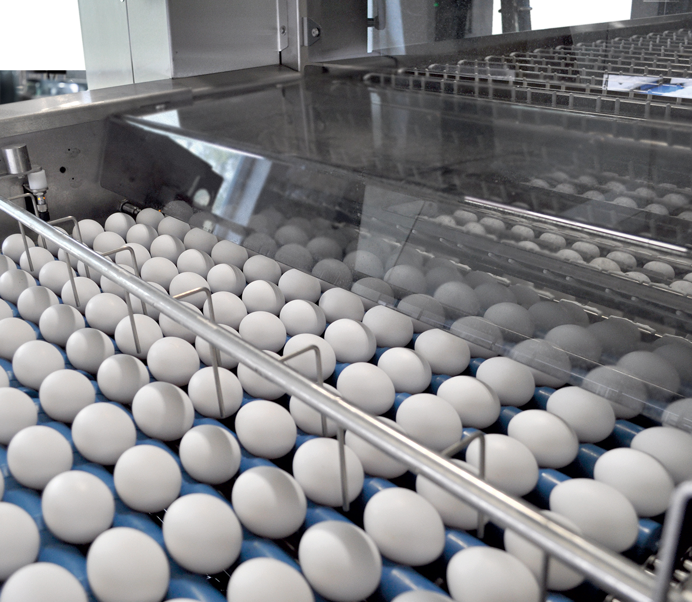 Eggs moving on a SANOVO egg grading conveyor during automated sorting.