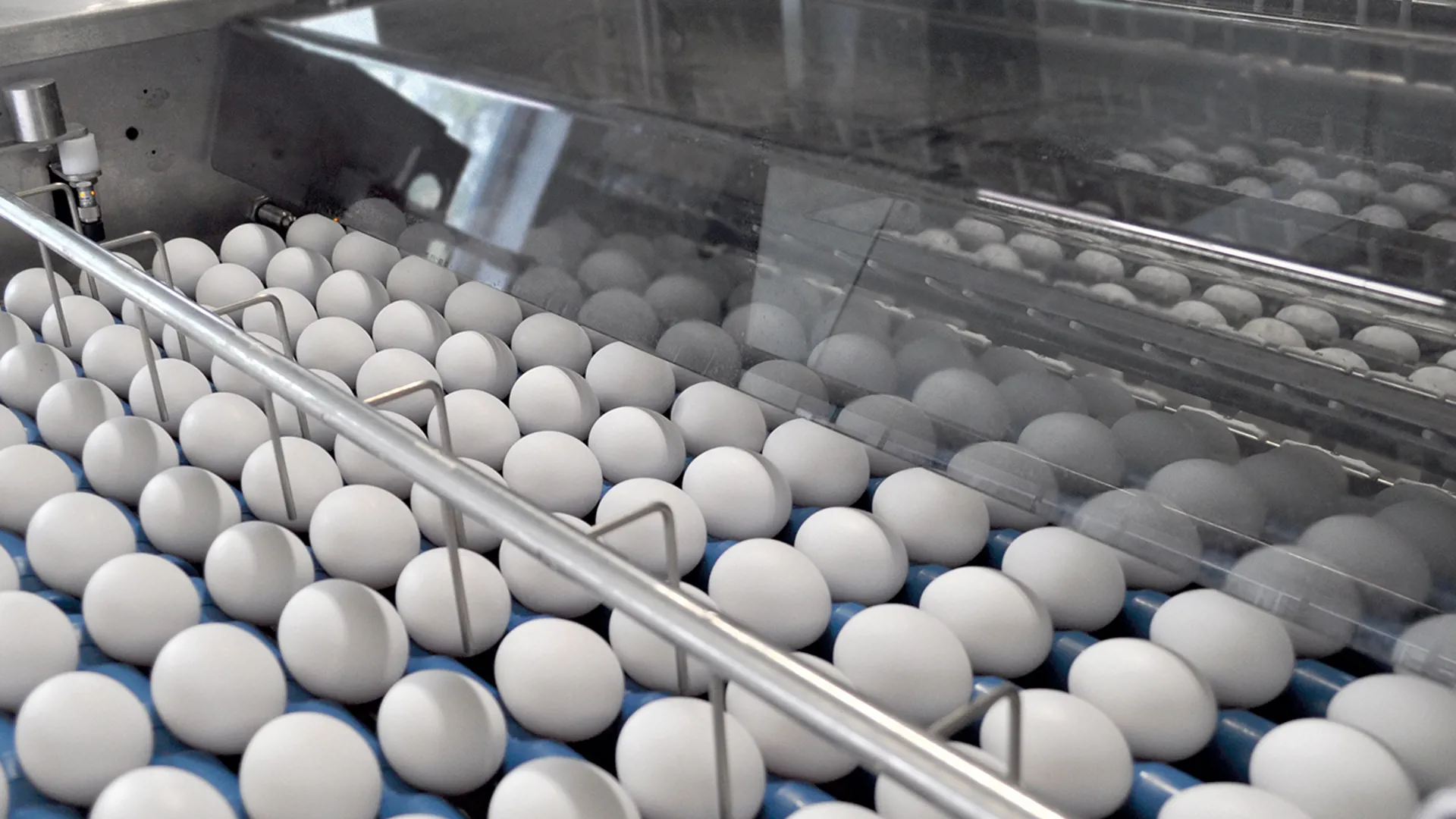 Eggs moving on a SANOVO egg grading conveyor during automated sorting.