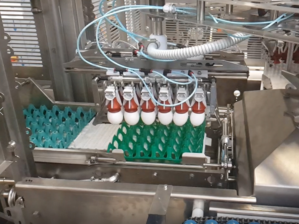 Close up of the OptiLoader Plus 6C egg loading machine transferring eggs from trays to a grading line.