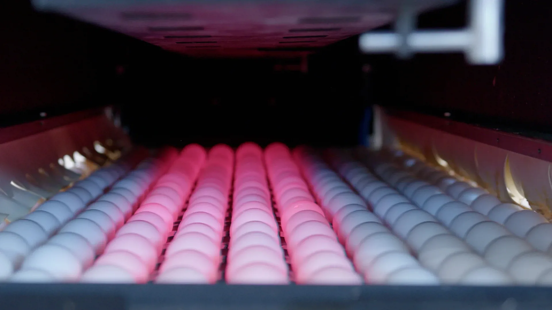 VisionAI cameras used for vision weighing of eggs in egg grading.