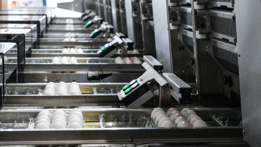 Eggs being placed into packs on the packing lanes of a SANOVO GraderPro egg grader machine.