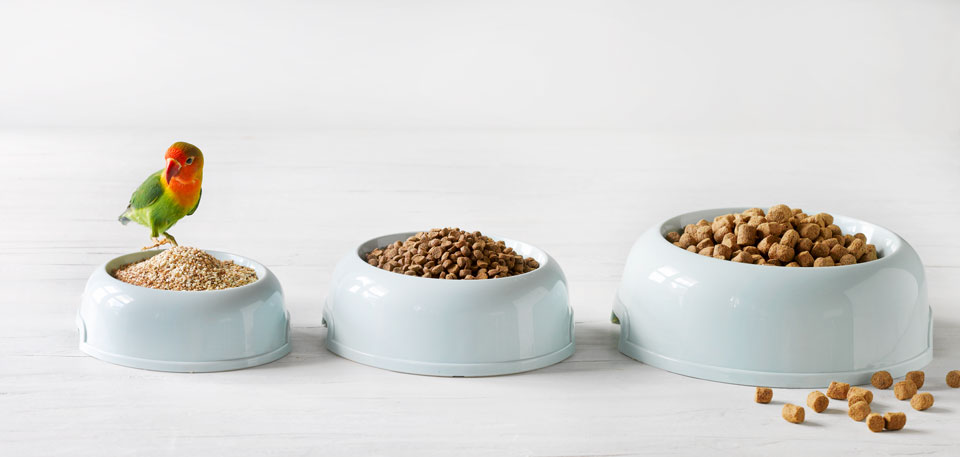 Animal feed pellets in different sizes for pet food and feed processing applications.