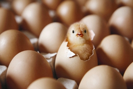 Newly hatched chick emerging from egg among other eggs