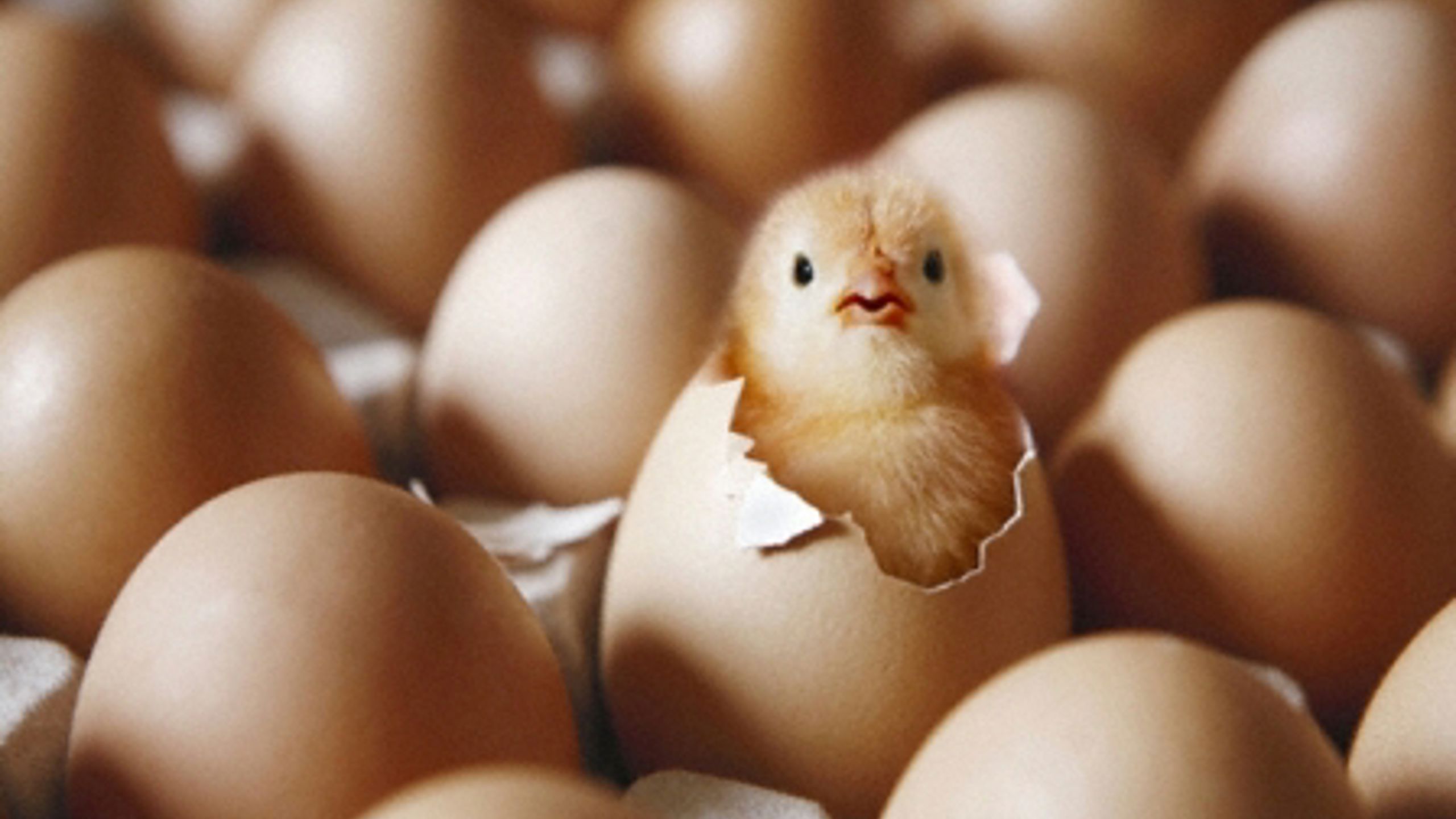 Newly hatched chick emerging from egg among other eggs