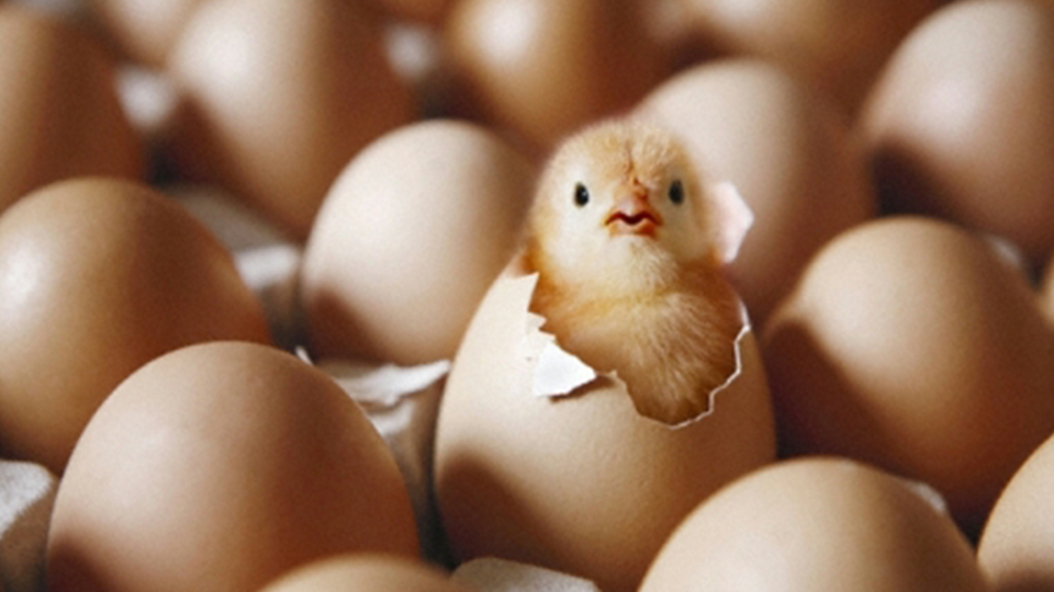Chicken hatching from an egg.