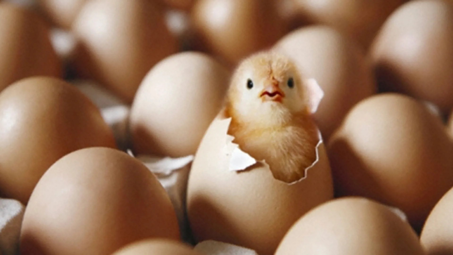 Chicken hatching from an egg.