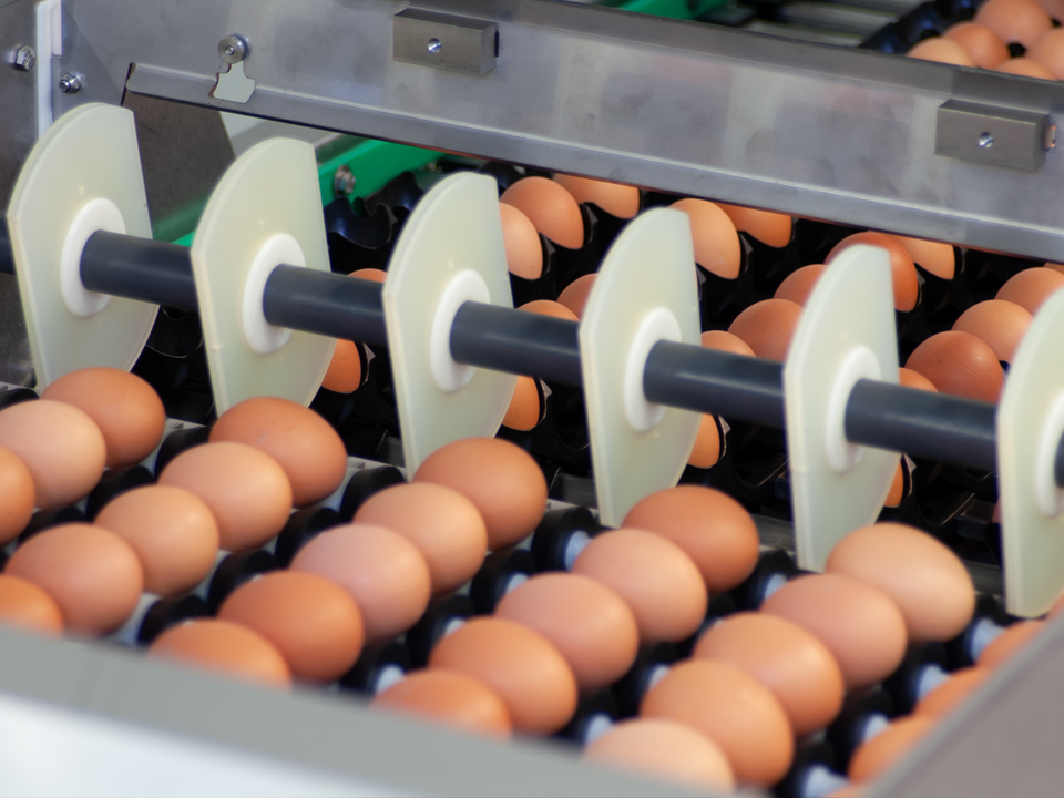 Close-up of SANOVO Farmpacker infeed rollers gently guiding eggs for accurate positioning.