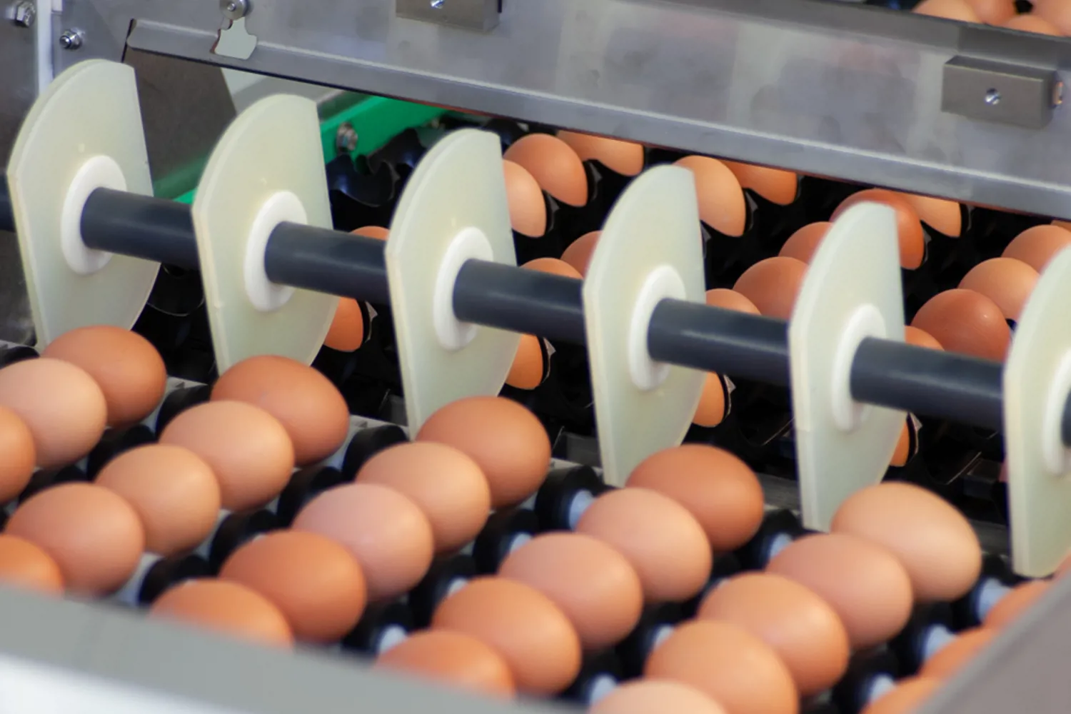 Farmpacker 24000 | Gentle and Flexible Egg Packing Solution | Sanovo ...