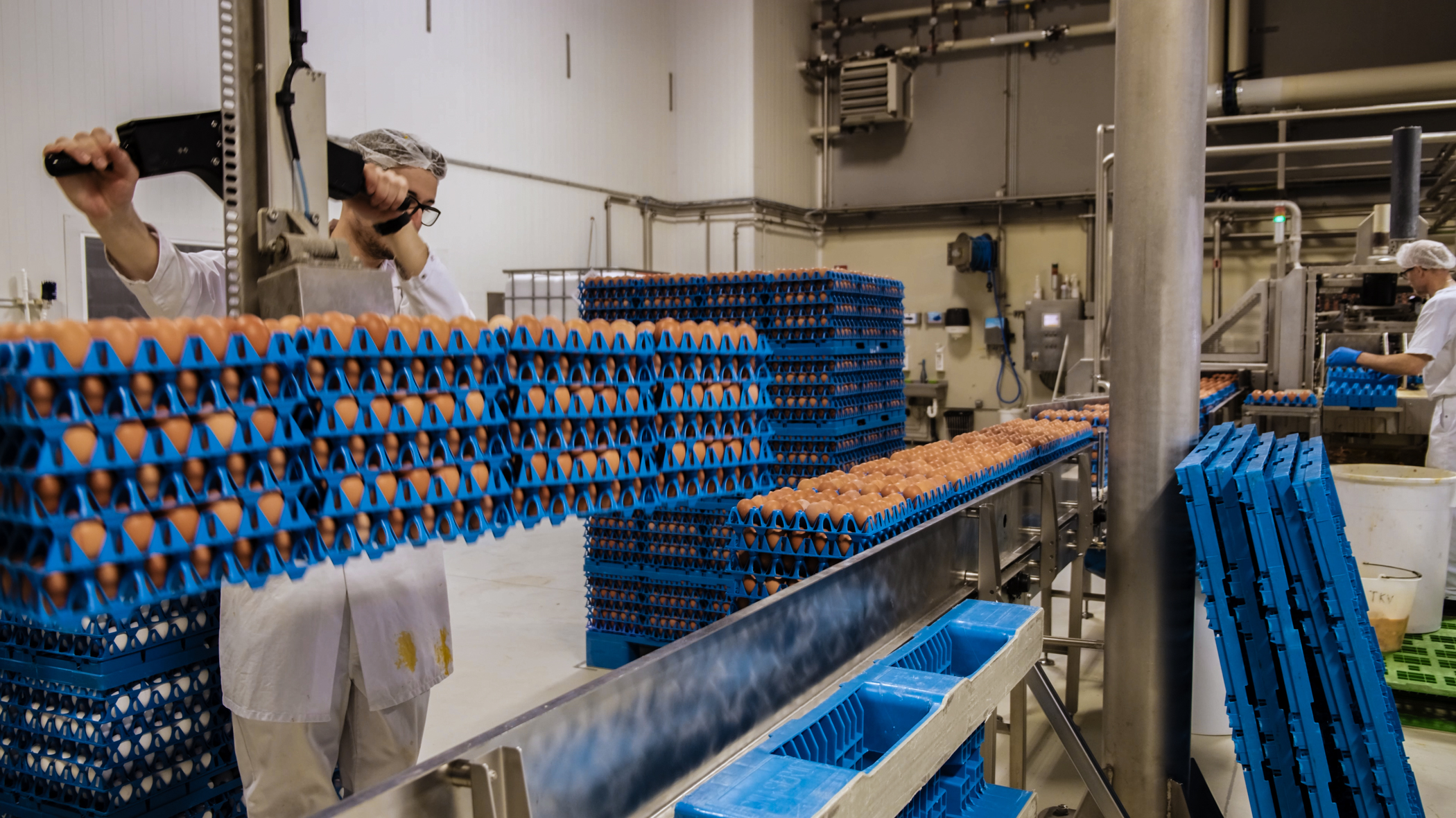 Operator using the SANOVO Power Lift to load egg trays onto an infeed conveyor.