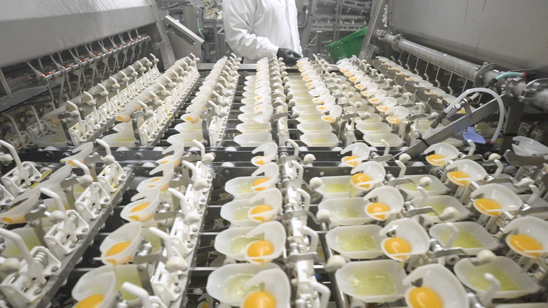 Optimized egg yolk cups on automated egg breaker line ensuring precise yolk and white separation.