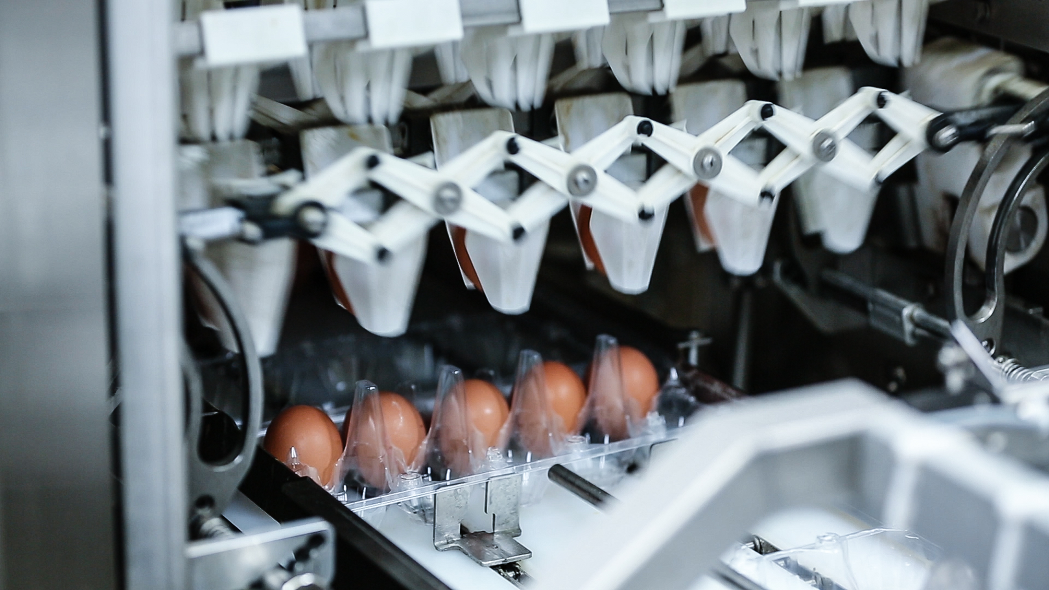 Egg packing into plastic consumer packs on an OptiGrader 600 egg grading machine by SANOVO TECHNOLOGY GROUP.