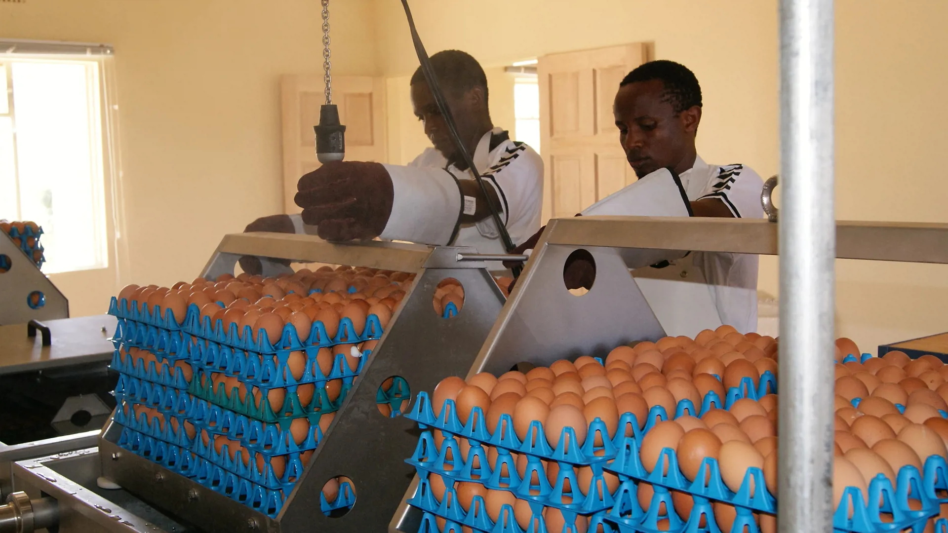 Workers handling eggs in trays at Canaan Egg Farm in Eswatini