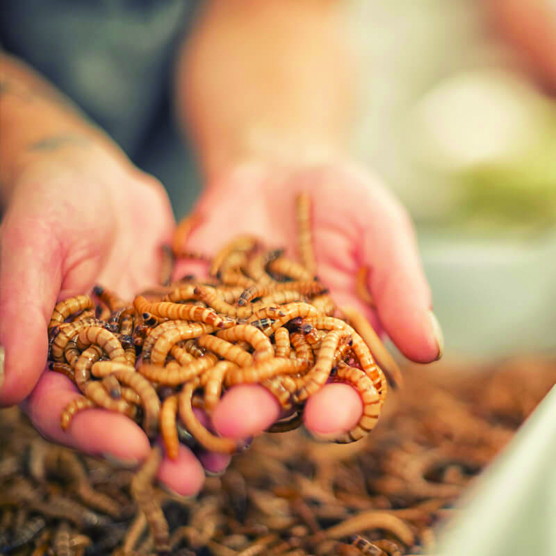 Insects used as novel food ingredients for spray drying into protein powder for food, feed, and pet food.