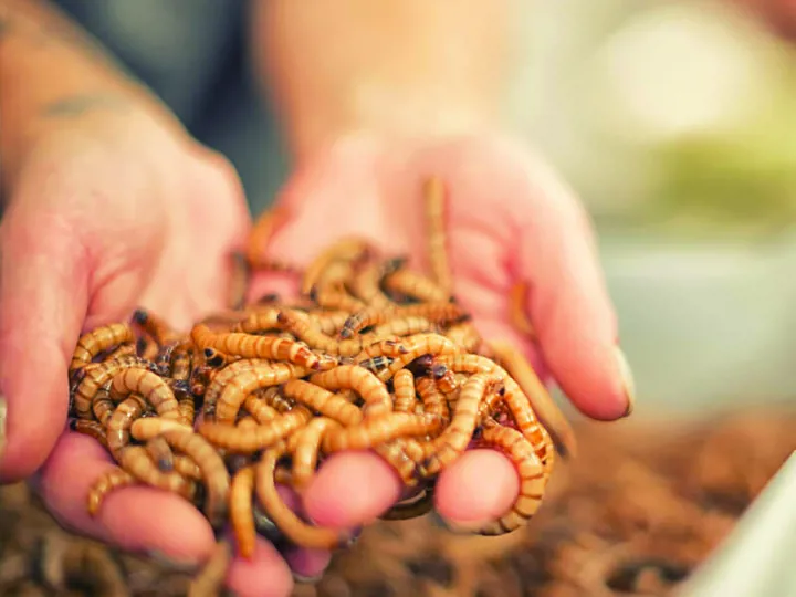 Edible insects like mealworms representing novel foods and high-protein ingredients.