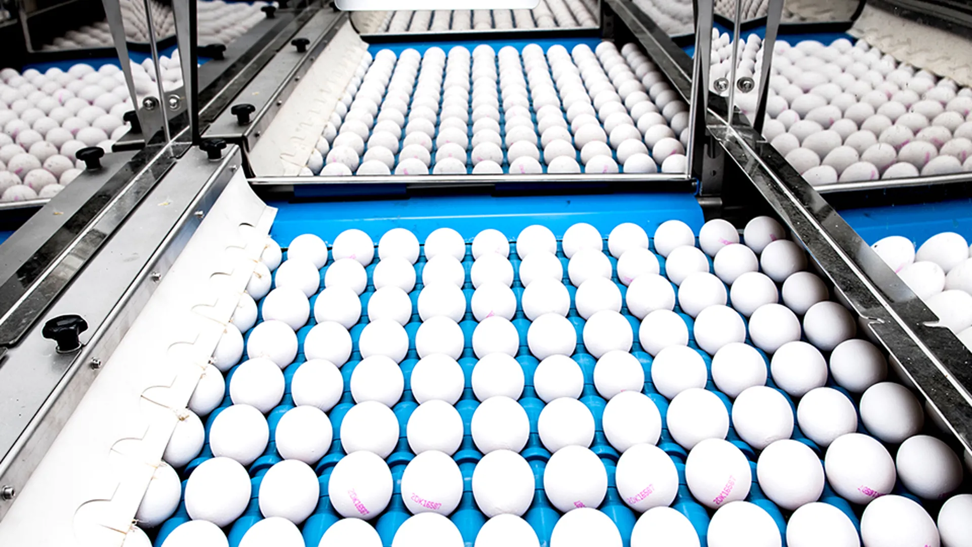 Eggs aligned for inspection inside an automated egg grading system.