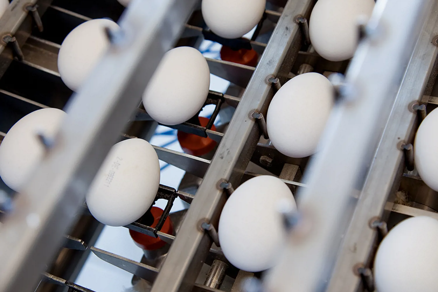 Alpha 70 Egg Grading Machine | Compact and Hygienic Solution | Sanovo ...