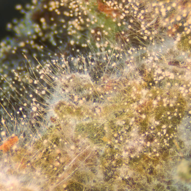 Yeast and fungal cultures used to produce yeast extract powder and nutritional yeast powder by spray drying.