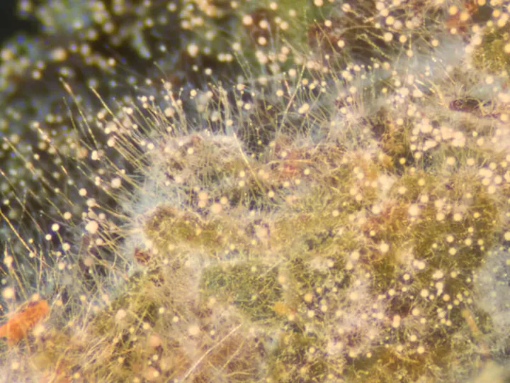 Microscopic view of yeast growth used for ingredient production.