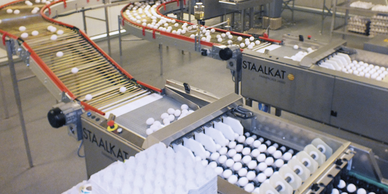 Automated egg handling line with conveyor belts transporting eggs in an egg handling facility.