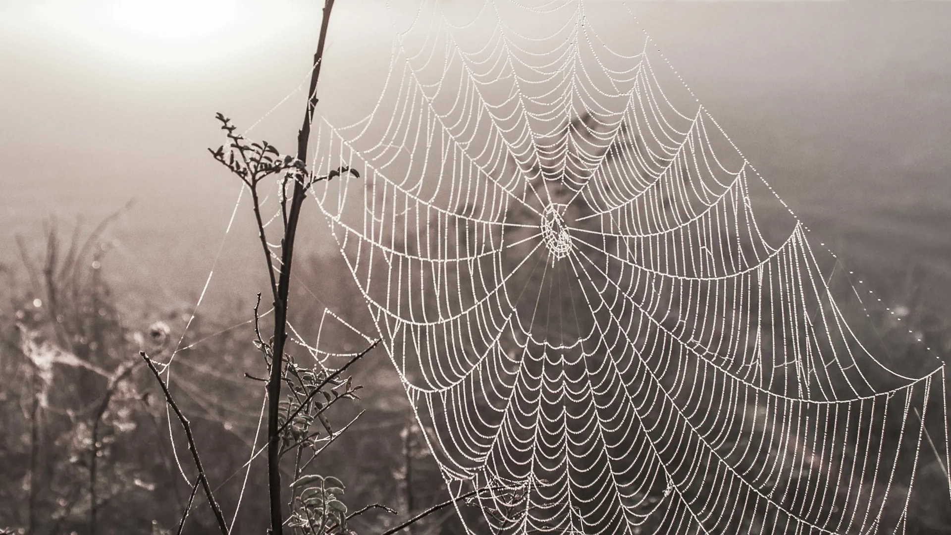 spider web
