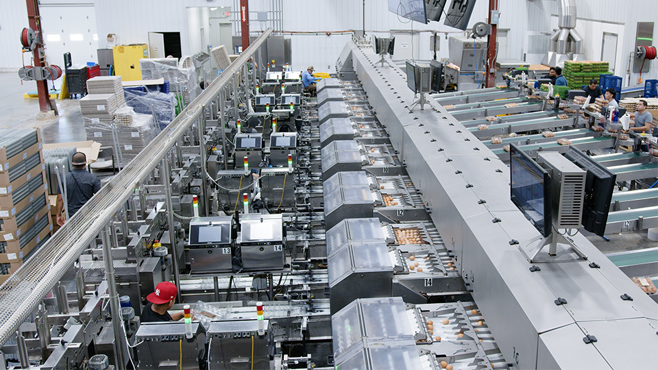 SANOVO OptiGrader egg grading machine operating inside Mid-States Specialty Eggs facility.