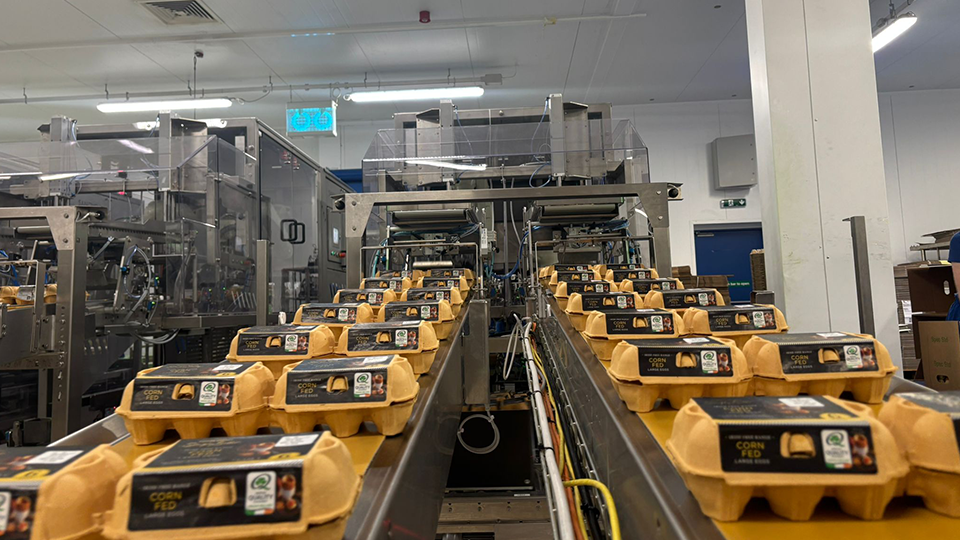 Rows of packed egg cartons moving down dual conveyors in Greenfield’s high-capacity egg grading facility.