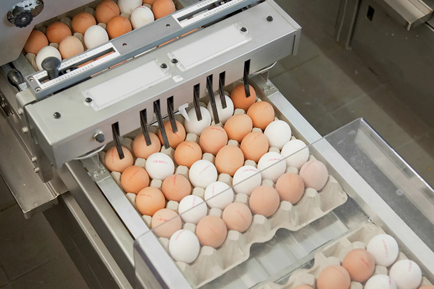 Farm Multipacker Farmpacker 70 | Compact and Reliable Egg Packing for Small Farms ...