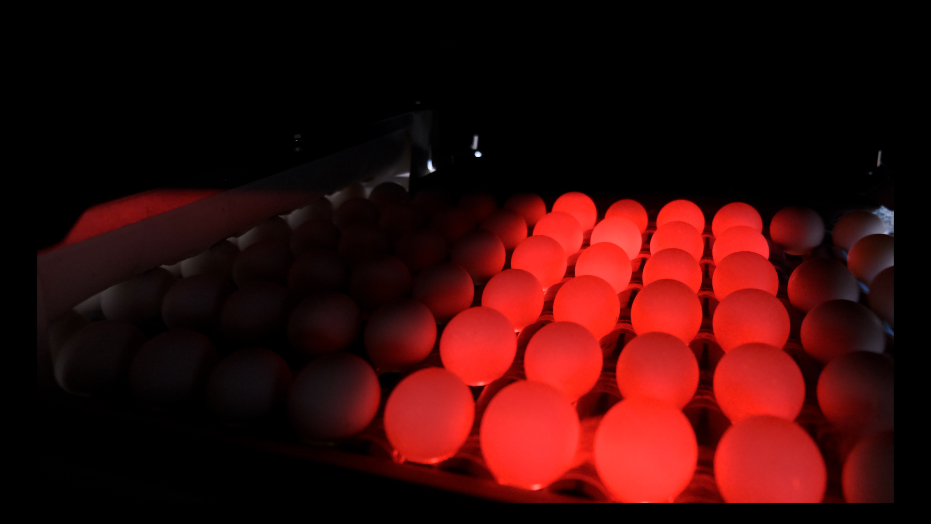 Farm Intelligence Unit by SANOVO TECHNOLOGY GROUP capturing high-resolution egg images for defect detection.