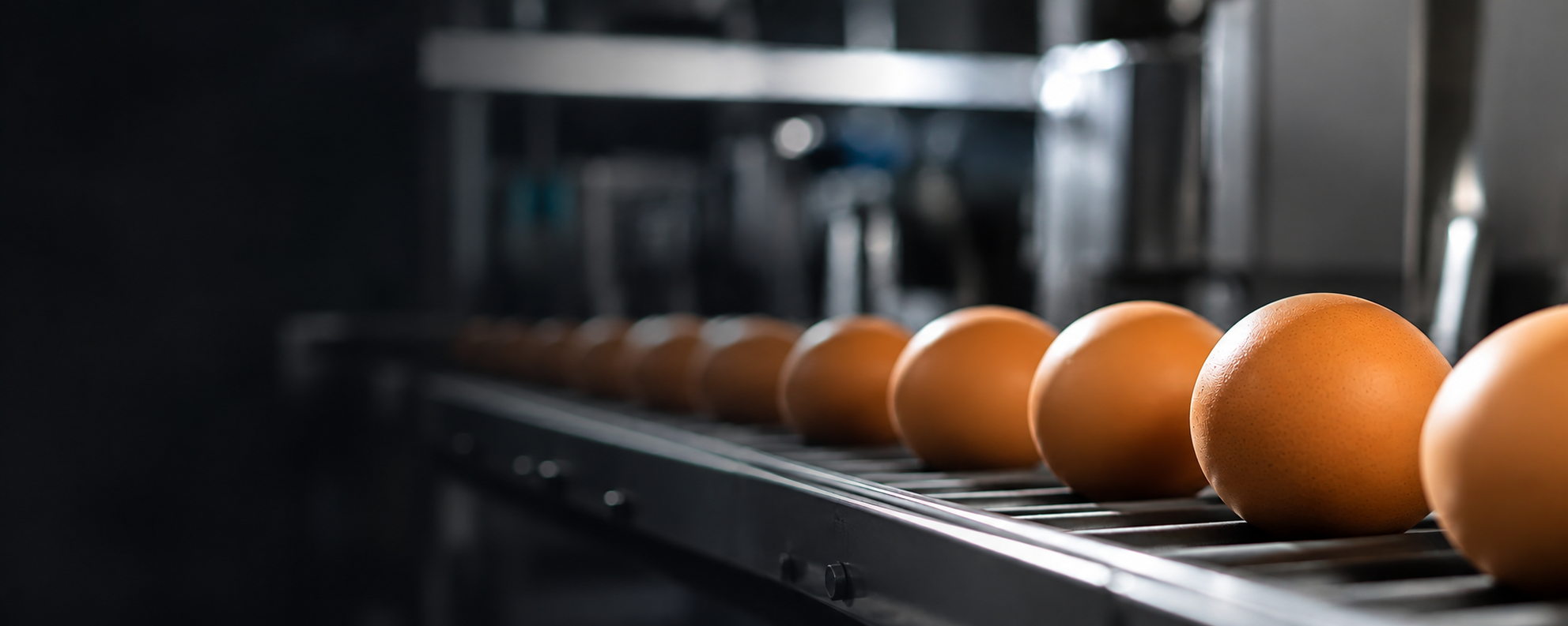 Eggs lined up.