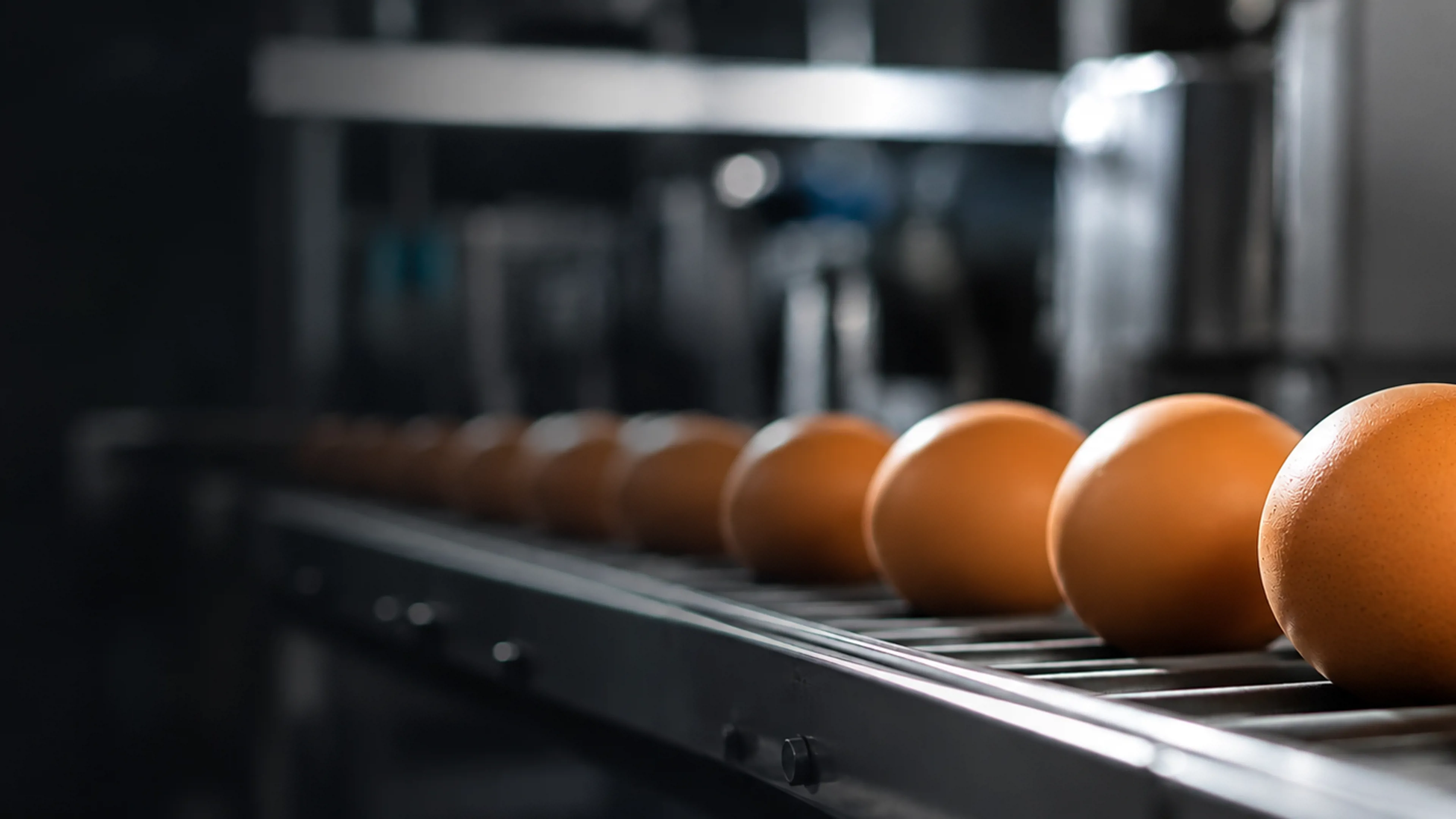 Eggs lined up.