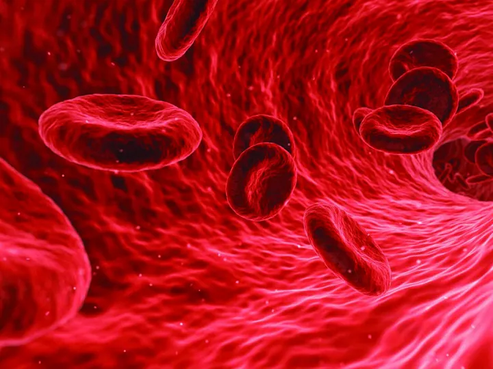 Microscopic view of red blood cells in circulation