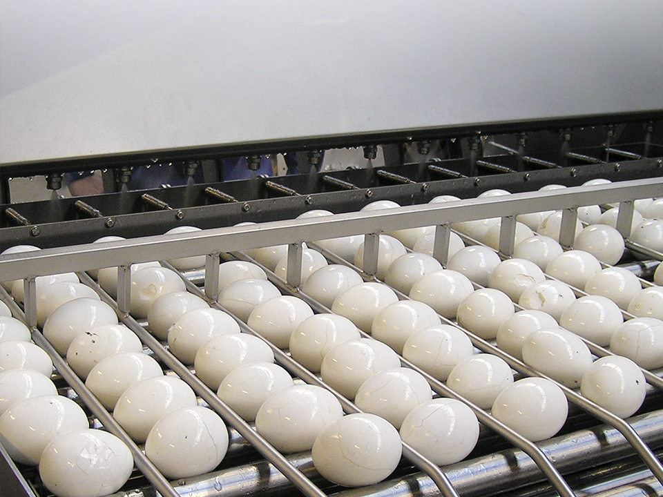 Hard-boiled eggs moving through the SEPS 8400 egg peeling line.