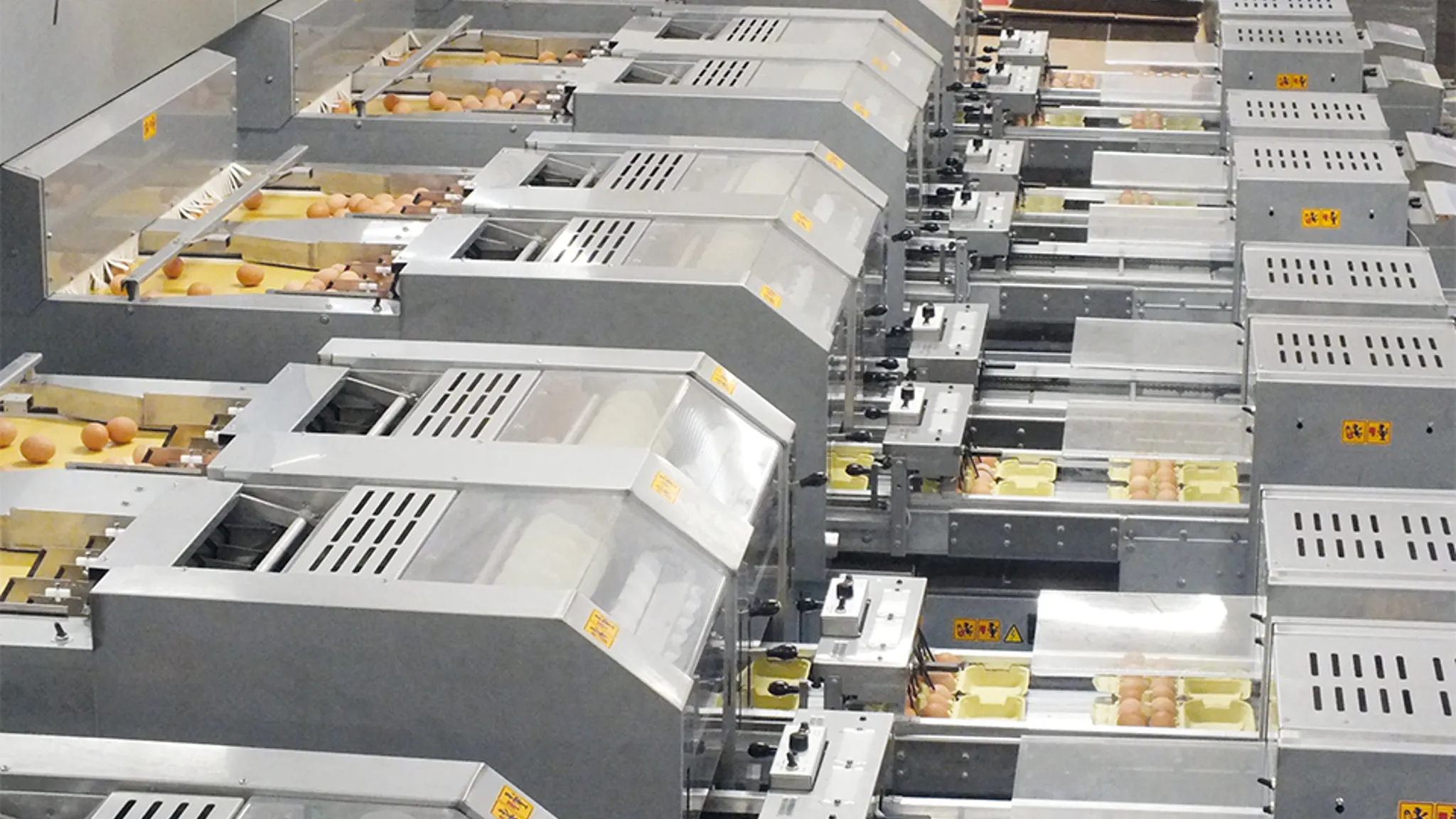 Ardenta egg grading and packing machine in operation by SANOVO TECHNOLOGY GROUP.