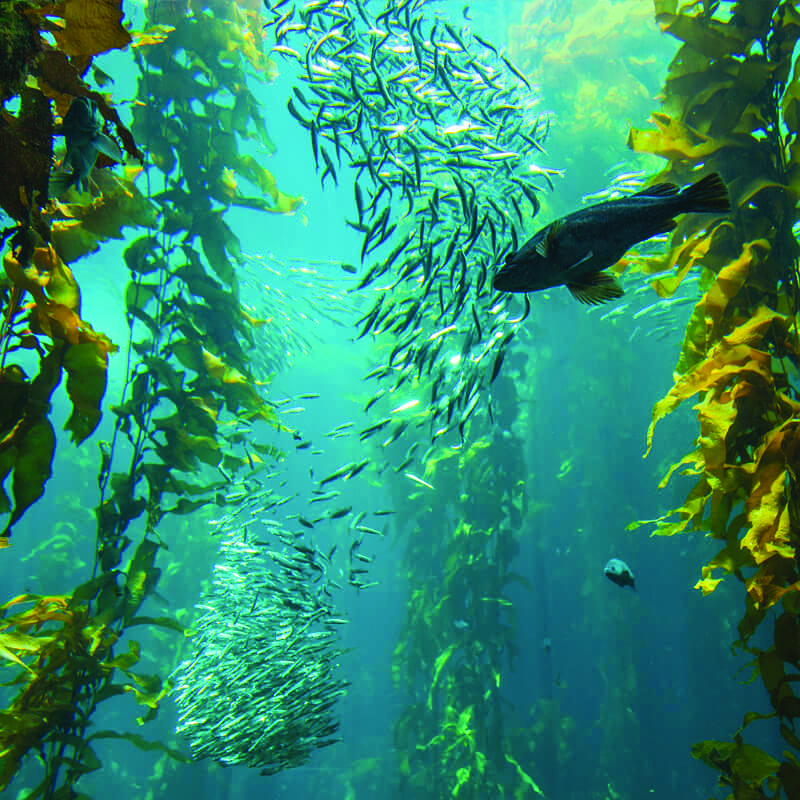 Marine fish in ocean environment representing raw materials for fish protein powder and spray drying applications.