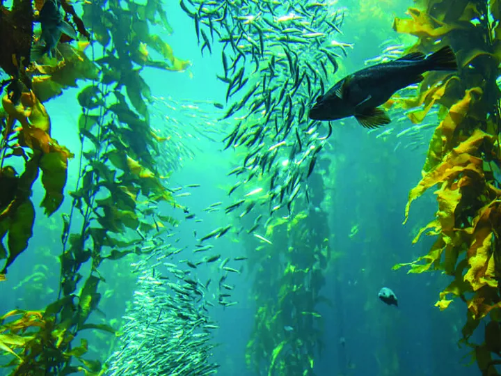 Marine fish in the ocean as potential sources for protein ingredient production