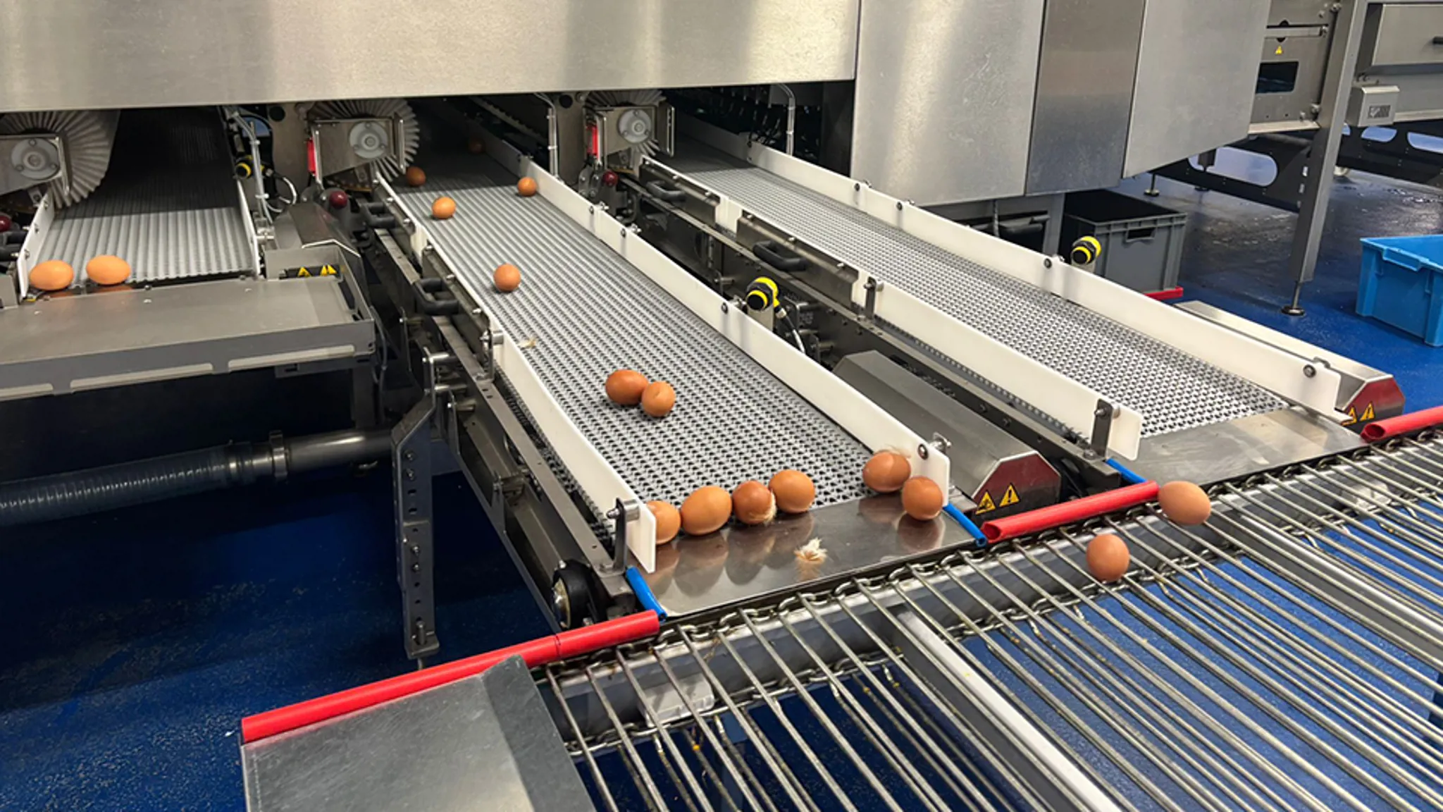 Eggs moving across transfer conveyors inside Greenfield’s automated egg grading line.