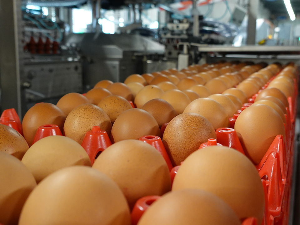 Representative equipment image on the customer-story page: Infeed zone of a SANOVO egg grading machine with eggs entering grading.