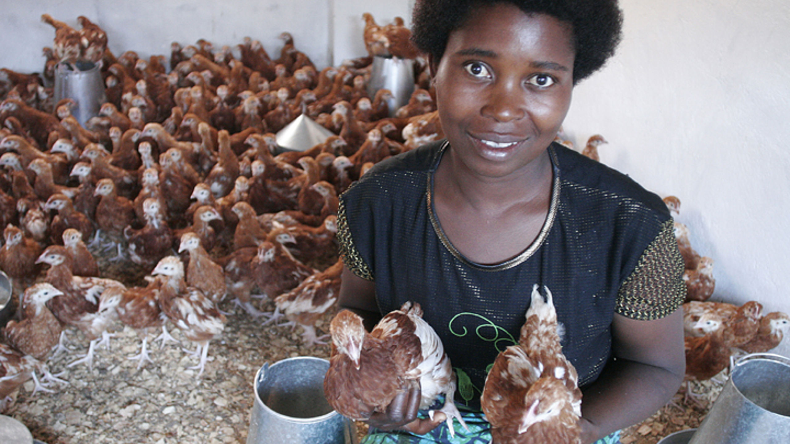 Woman holding chickens inside a poultry house with many hens