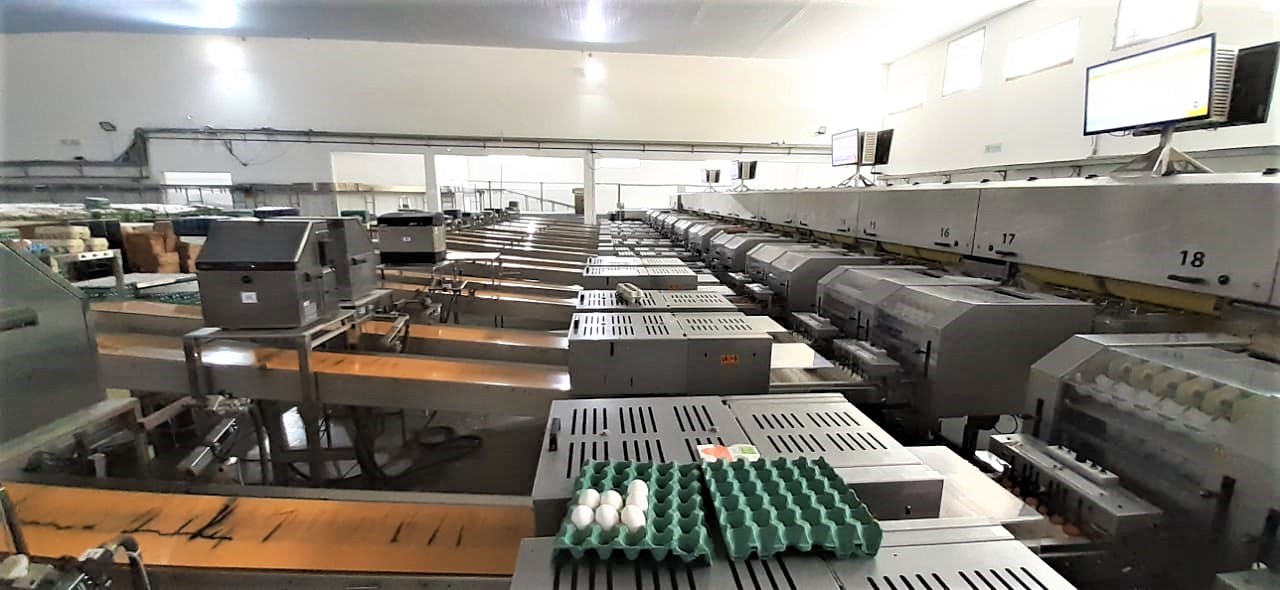 SANOVO OptiGrader egg grading and packing line in operation at Faria Group farm in Brazil.