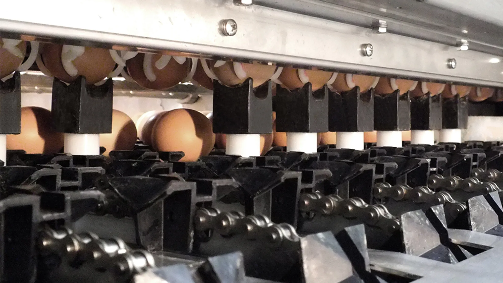 Close-up of SANOVO Ardenta 300 inserter placing eggs into carriers during automated egg grading.