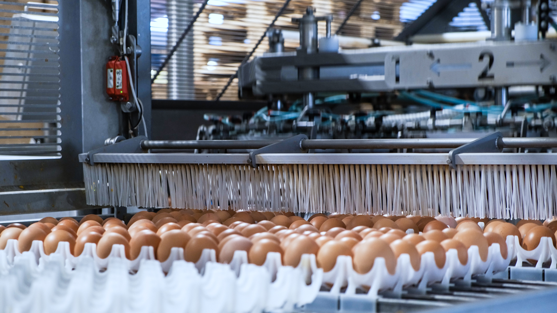 OptiLoader Plus brush system gently cleaning eggs on conveyor before grading.