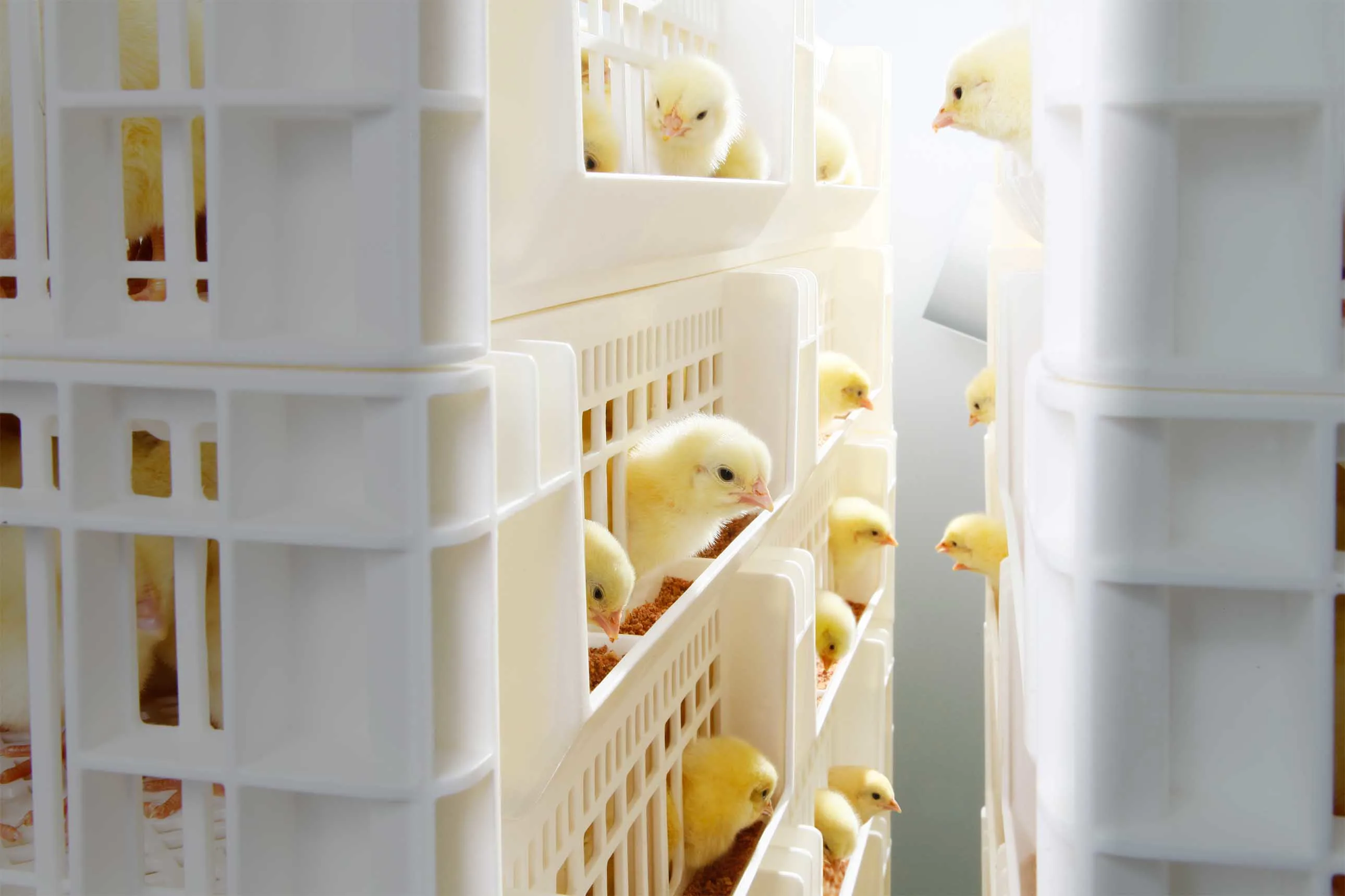 Chicks hatched from fertilized eggs in commercial poultry transport crates