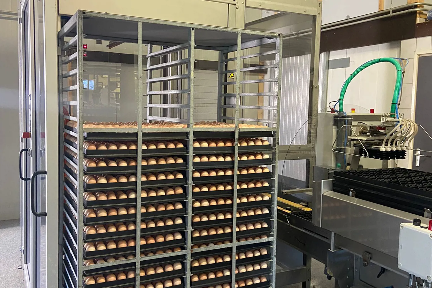 Setter Trays Loaded in Commercial Hatchery Trolley