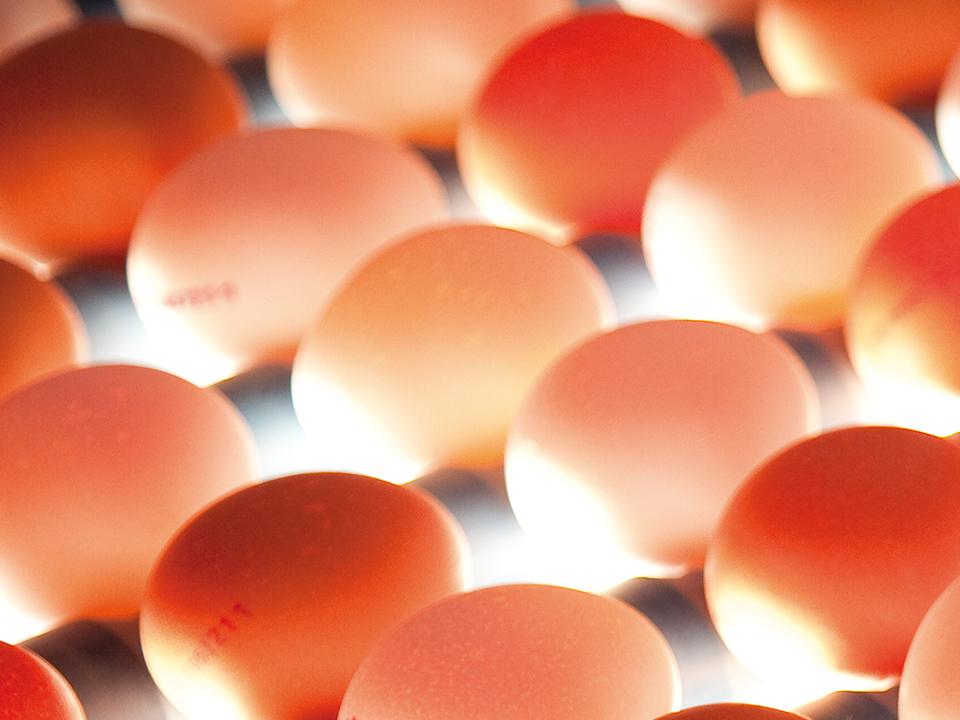 Egg inspection during grading on the Alpha 100 egg grading machine by SANOVO TECHNOLOGY GROUP.