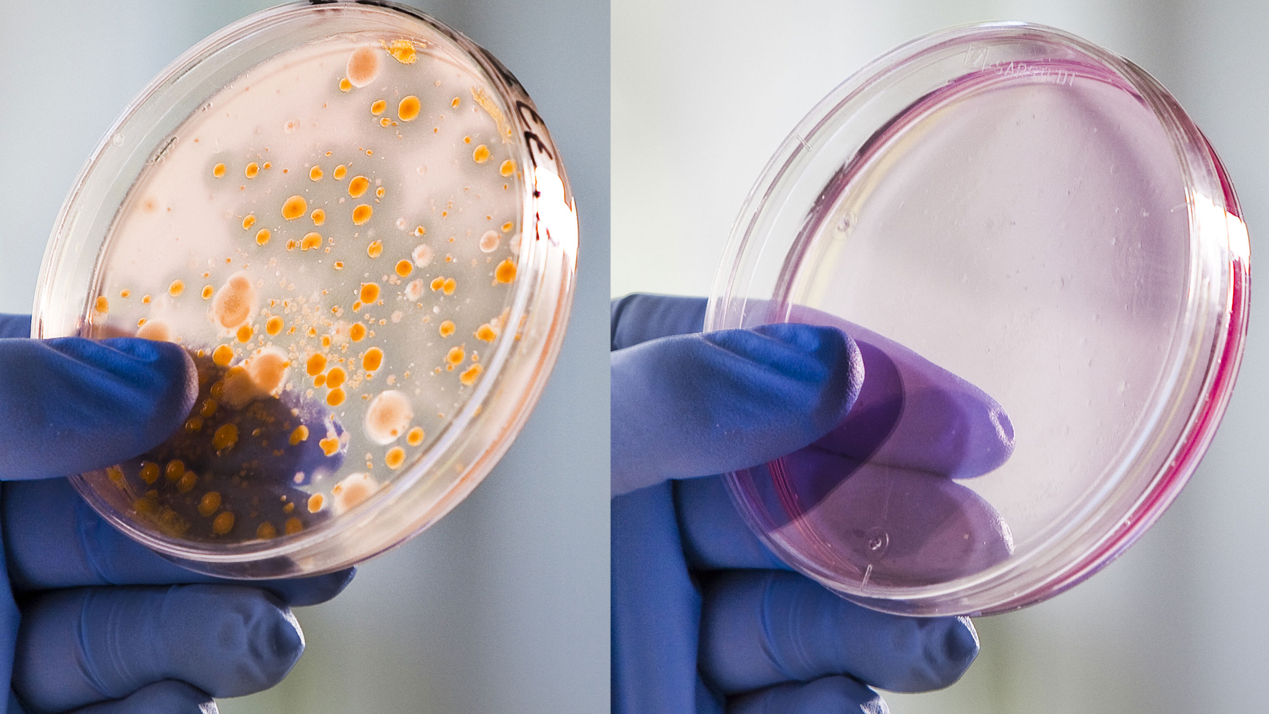 Comparison of bacterial growth after standard pasteurization versus SANOVO WAVE Technology.