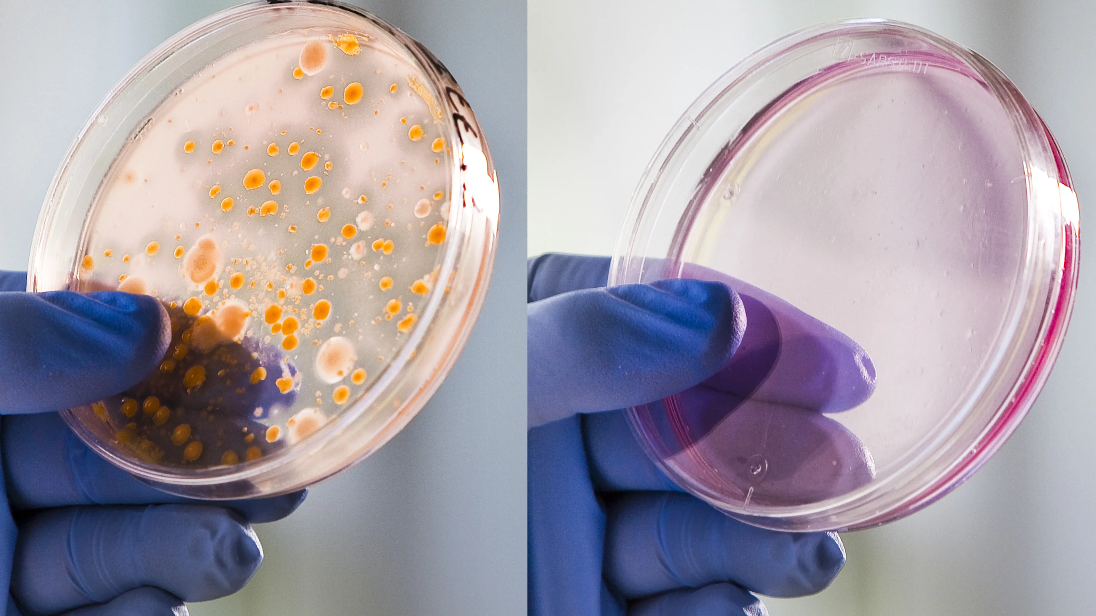 Comparison of bacterial growth after standard pasteurization versus SANOVO WAVE Technology.